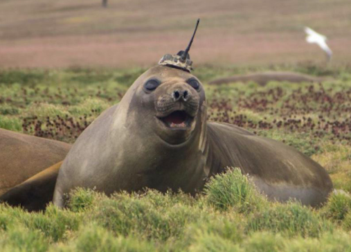 Seals with Tech Hats