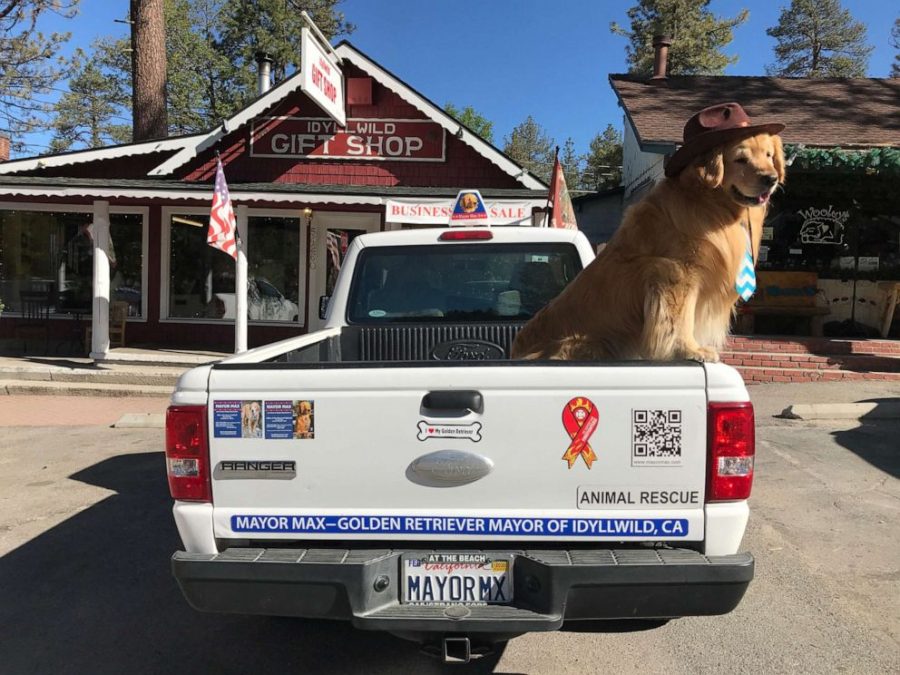 Dog Becomes Mayor of Town in California